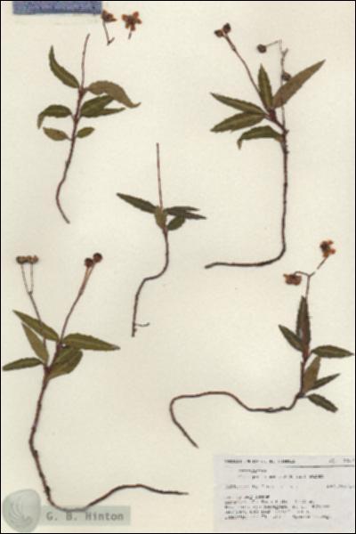 URN_catalog_HBHinton_herbarium_17540.jpg.jpg