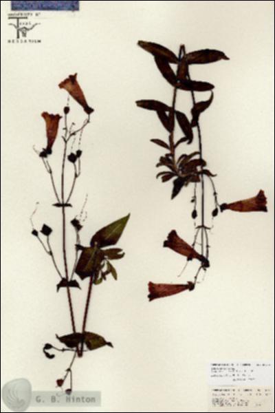 URN_catalog_HBHinton_herbarium_26713.jpg.jpg