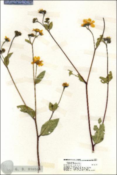 URN_catalog_HBHinton_herbarium_19772.jpg.jpg