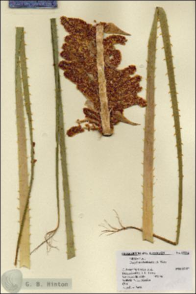 URN_catalog_HBHinton_herbarium_17793.jpg.jpg