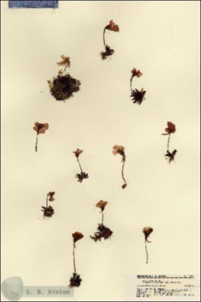 URN_catalog_HBHinton_herbarium_21812.jpg.jpg
