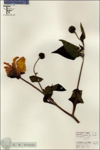 URN_catalog_HBHinton_herbarium_26323.jpg.jpg