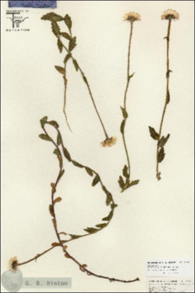 URN_catalog_HBHinton_herbarium_26793.jpg.jpg