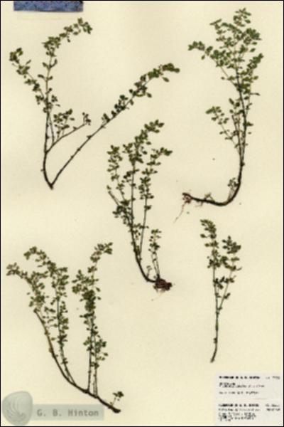 URN_catalog_HBHinton_herbarium_23255.jpg.jpg