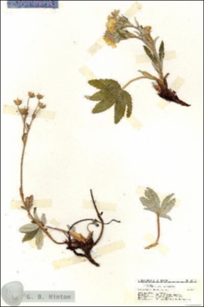 URN_catalog_HBHinton_herbarium_20210.jpg.jpg