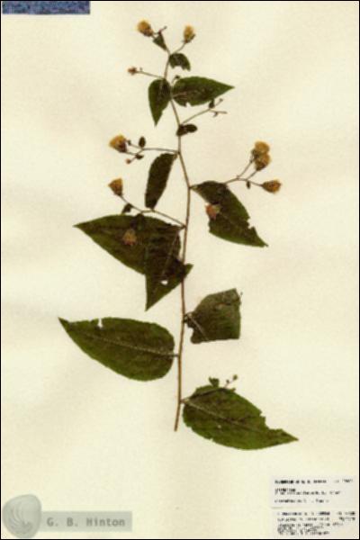URN_catalog_HBHinton_herbarium_22600.jpg.jpg