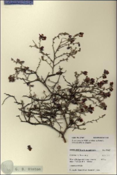 URN_catalog_HBHinton_herbarium_27687.jpg.jpg