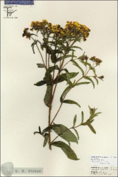 URN_catalog_HBHinton_herbarium_26718.jpg.jpg