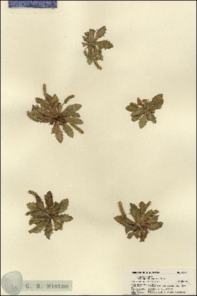 URN_catalog_HBHinton_herbarium_21934.jpg.jpg