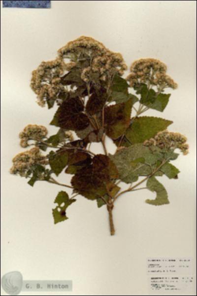 URN_catalog_HBHinton_herbarium_25210.jpg.jpg