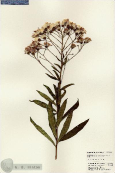 URN_catalog_HBHinton_herbarium_22983.jpg.jpg