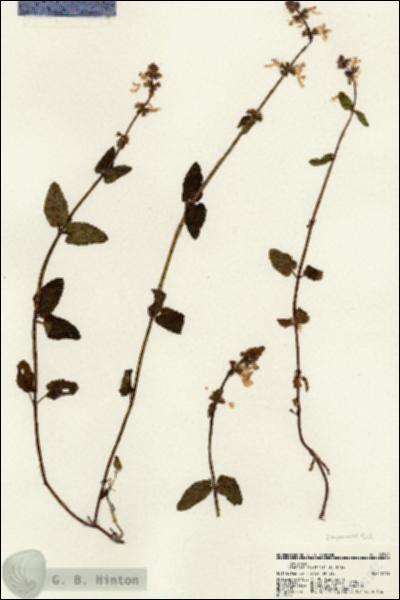 URN_catalog_HBHinton_herbarium_22542.jpg.jpg