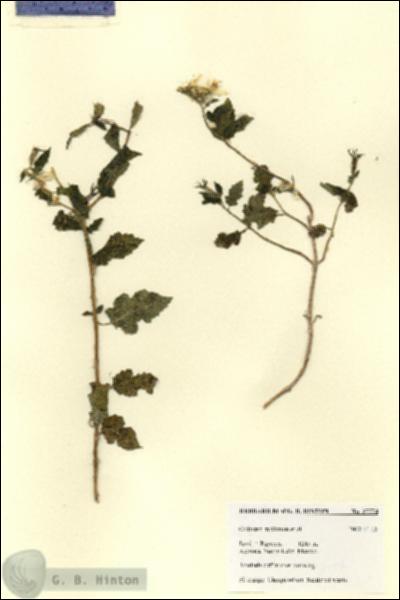 URN_catalog_HBHinton_herbarium_27774.jpg.jpg