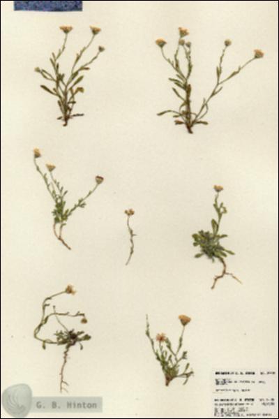 URN_catalog_HBHinton_herbarium_23528.jpg.jpg