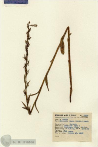 URN_catalog_HBHinton_herbarium_15356.jpg.jpg