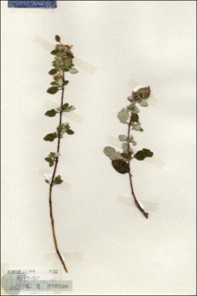 URN_catalog_HBHinton_herbarium_17605.jpg.jpg
