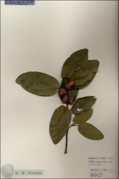 URN_catalog_HBHinton_herbarium_25128.jpg.jpg