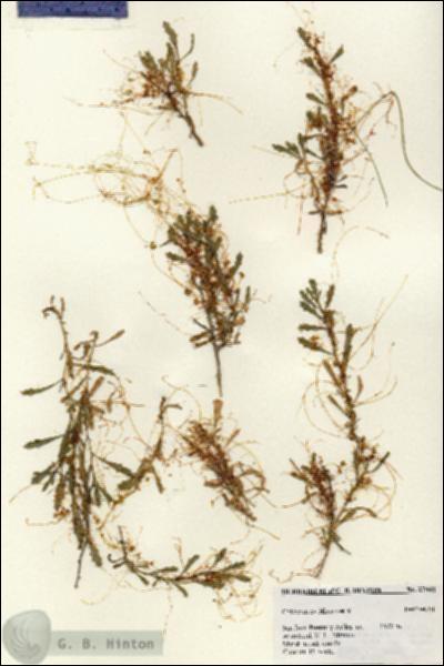 URN_catalog_HBHinton_herbarium_27048.jpg.jpg