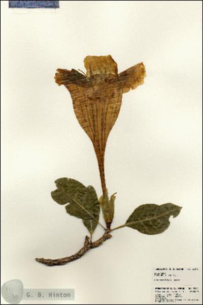 URN_catalog_HBHinton_herbarium_22945.jpg.jpg