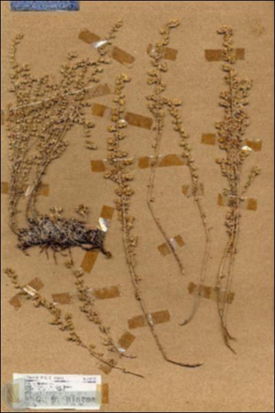 URN_catalog_HBHinton_herbarium_18575.jpg.jpg