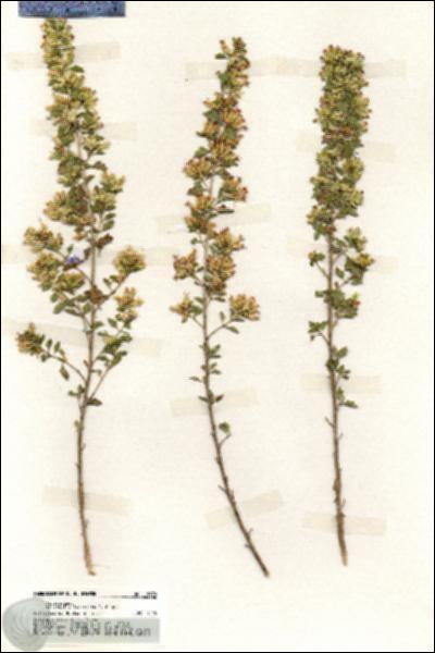 URN_catalog_HBHinton_herbarium_19970.jpg.jpg