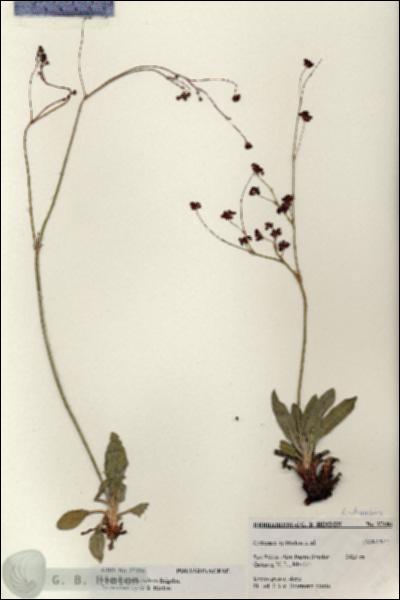 URN_catalog_HBHinton_herbarium_27186.jpg.jpg