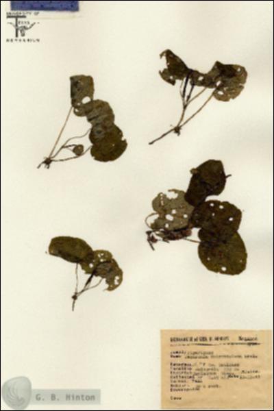 URN_catalog_HBHinton_herbarium_16006.jpg.jpg