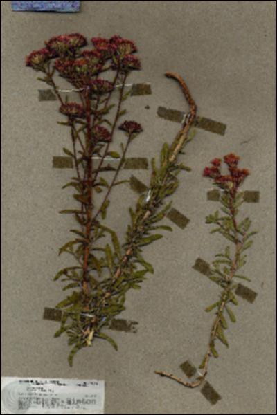 URN_catalog_HBHinton_herbarium_19836.jpg.jpg