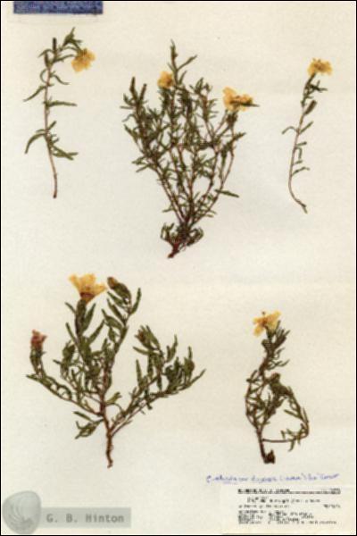 URN_catalog_HBHinton_herbarium_20758.jpg.jpg