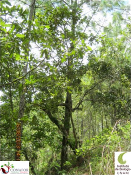 77436_S1_ARC_20130815_001_001.jpg.jpg