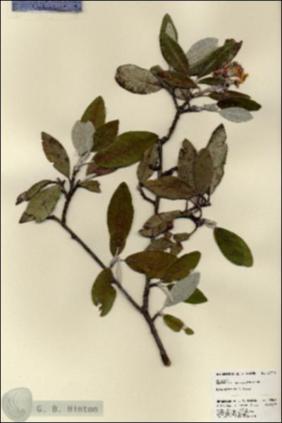 URN_catalog_HBHinton_herbarium_23510.jpg.jpg