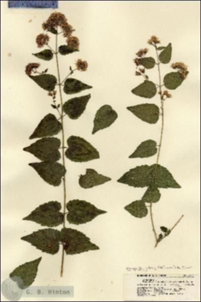 URN_catalog_HBHinton_herbarium_21512.jpg.jpg
