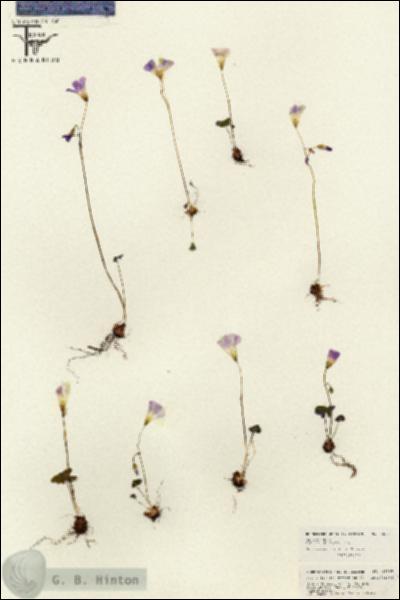 URN_catalog_HBHinton_herbarium_26593.jpg.jpg