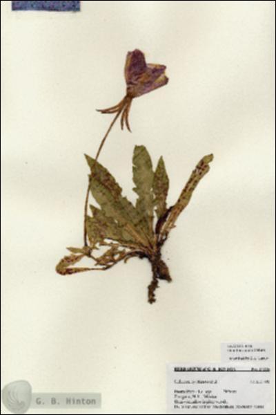 URN_catalog_HBHinton_herbarium_27225.jpg.jpg