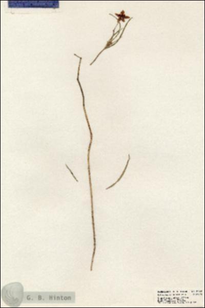 URN_catalog_HBHinton_herbarium_20962.jpg.jpg