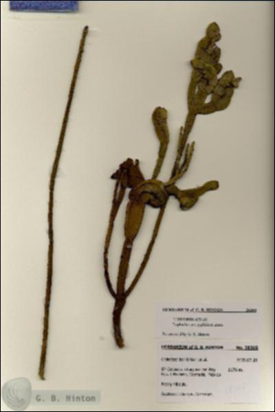 URN_catalog_HBHinton_herbarium_28365.jpg.jpg