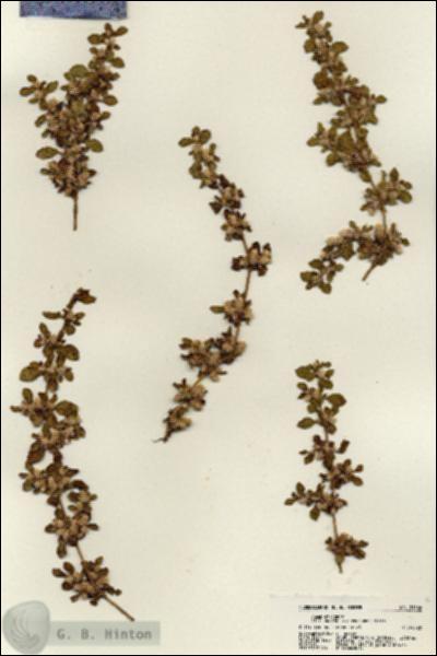 URN_catalog_HBHinton_herbarium_21366.jpg.jpg