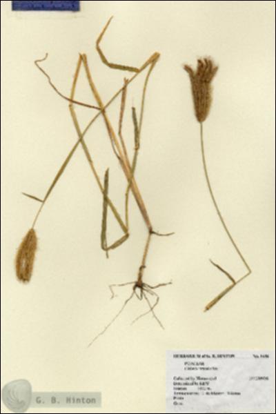 URN_catalog_HBHinton_herbarium_1646.jpg.jpg