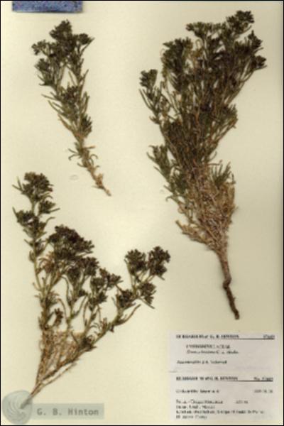 URN_catalog_HBHinton_herbarium_27443.jpg.jpg
