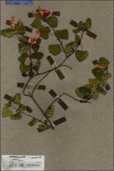 URN_catalog_HBHinton_herbarium_19804.jpg.jpg