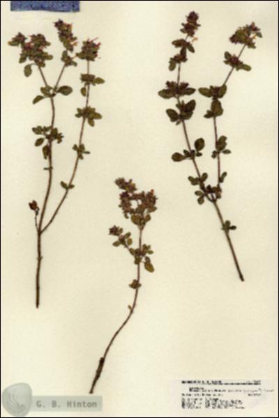 URN_catalog_HBHinton_herbarium_22245.jpg.jpg