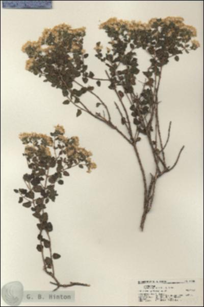 URN_catalog_HBHinton_herbarium_21738.jpg.jpg