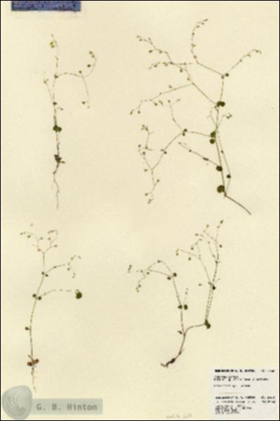 URN_catalog_HBHinton_herbarium_23466.jpg.jpg