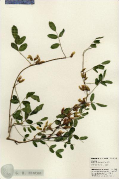 URN_catalog_HBHinton_herbarium_24458.jpg.jpg
