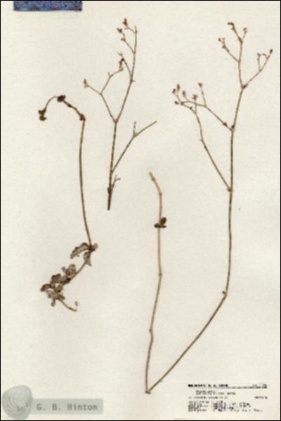 URN_catalog_HBHinton_herbarium_20380.jpg.jpg