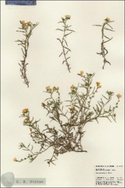 URN_catalog_HBHinton_herbarium_24761.jpg.jpg