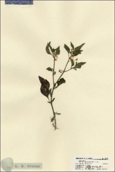 URN_catalog_HBHinton_herbarium_21479.jpg.jpg