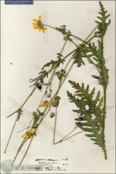 URN_catalog_HBHinton_herbarium_20016.jpg.jpg