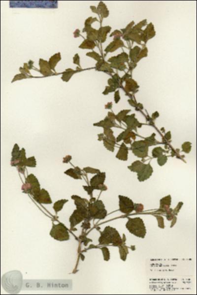URN_catalog_HBHinton_herbarium_23380.jpg.jpg