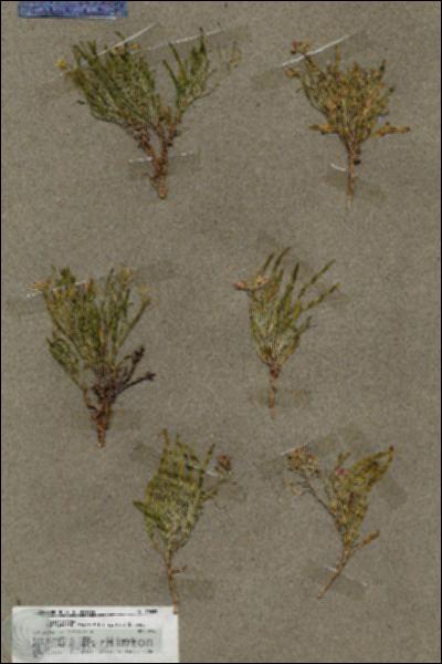 URN_catalog_HBHinton_herbarium_19653.jpg.jpg